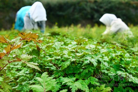 亲手采摘道地药材,领略1500年当归种植基地的奥秘