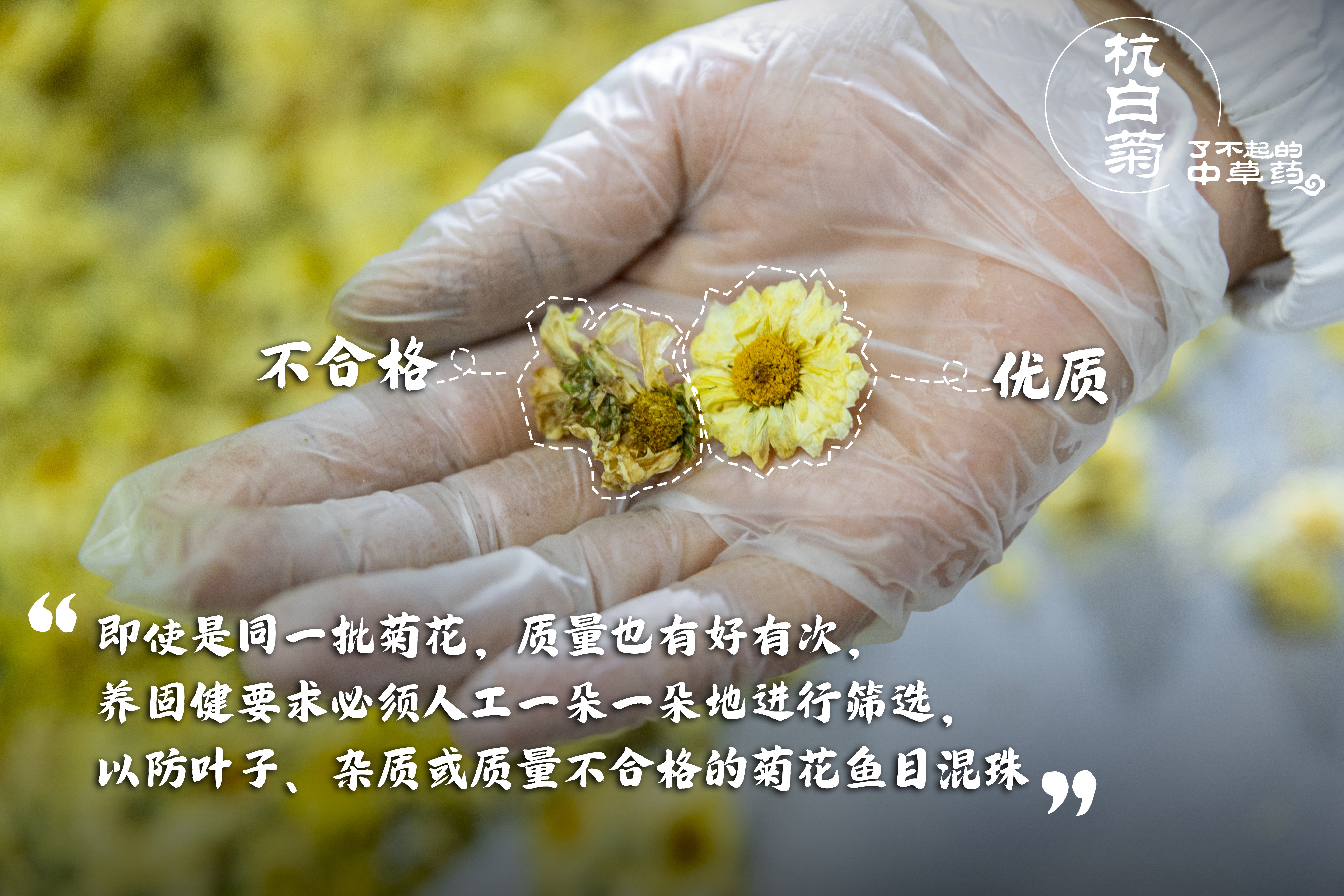 無(wú)限極微刊-篩選不合格菊花-2025-0303推文插圖-一朵道地杭白菊，守護(hù)增健的高品質(zhì)