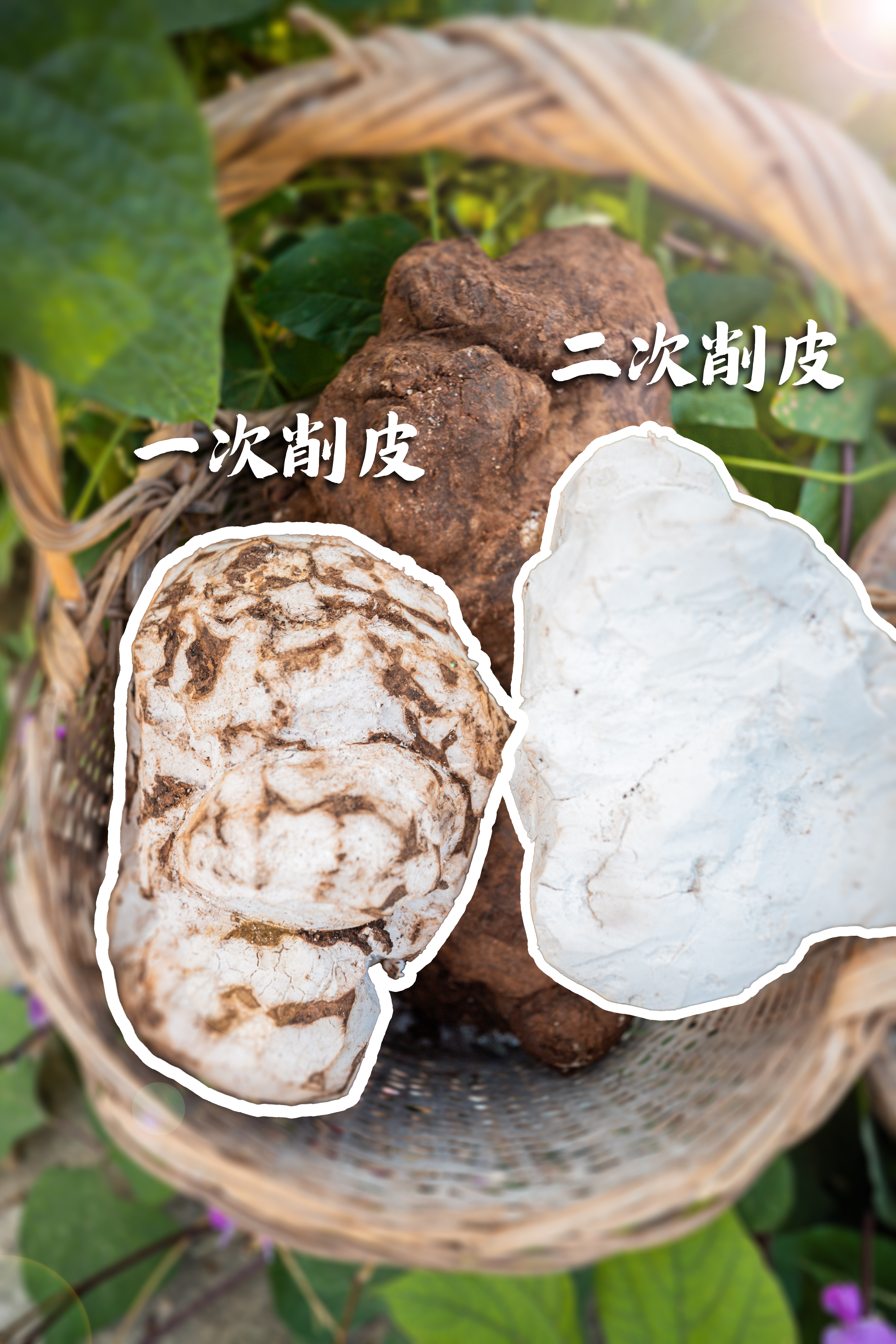 无限极微刊-一次削皮vs二次削皮-2025-0430推文插图-坚守17年的茯苓密码