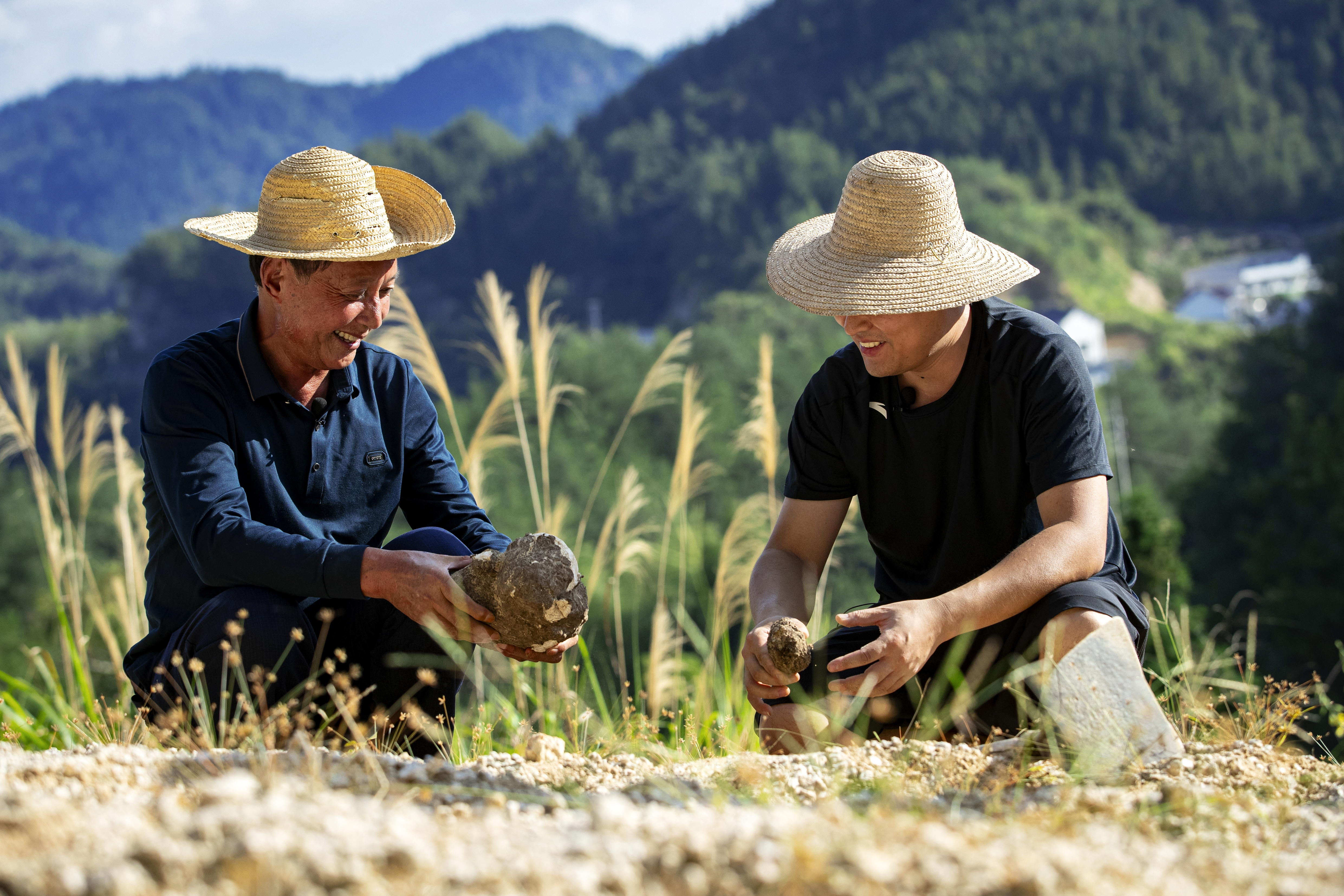 无限极微刊-种植茯苓-2025-0709推文插图-寻找道地药材