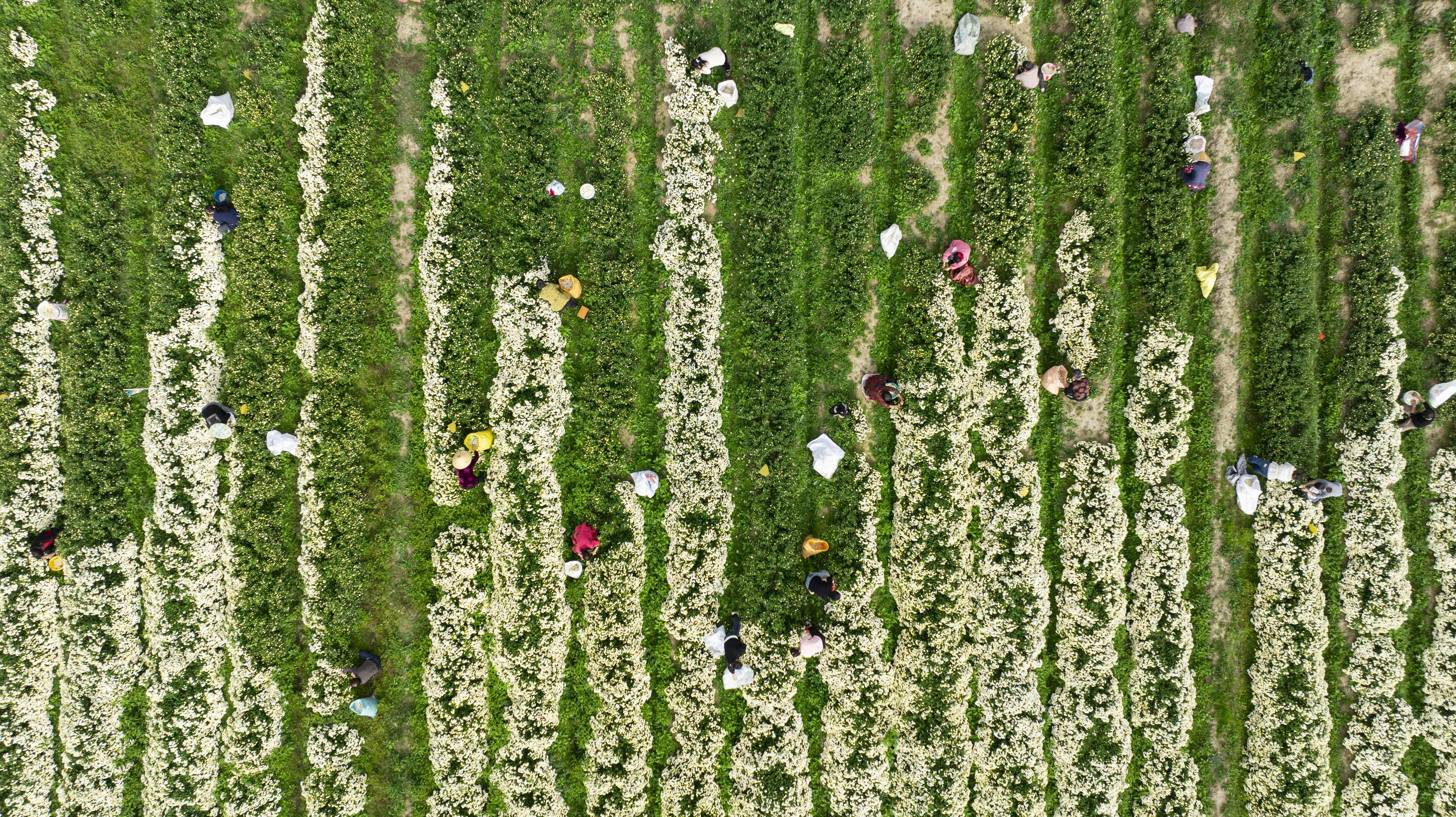 无限极微刊-基地现场4-2025-1114-养固健中草药种植基地火热开放中！快来报名