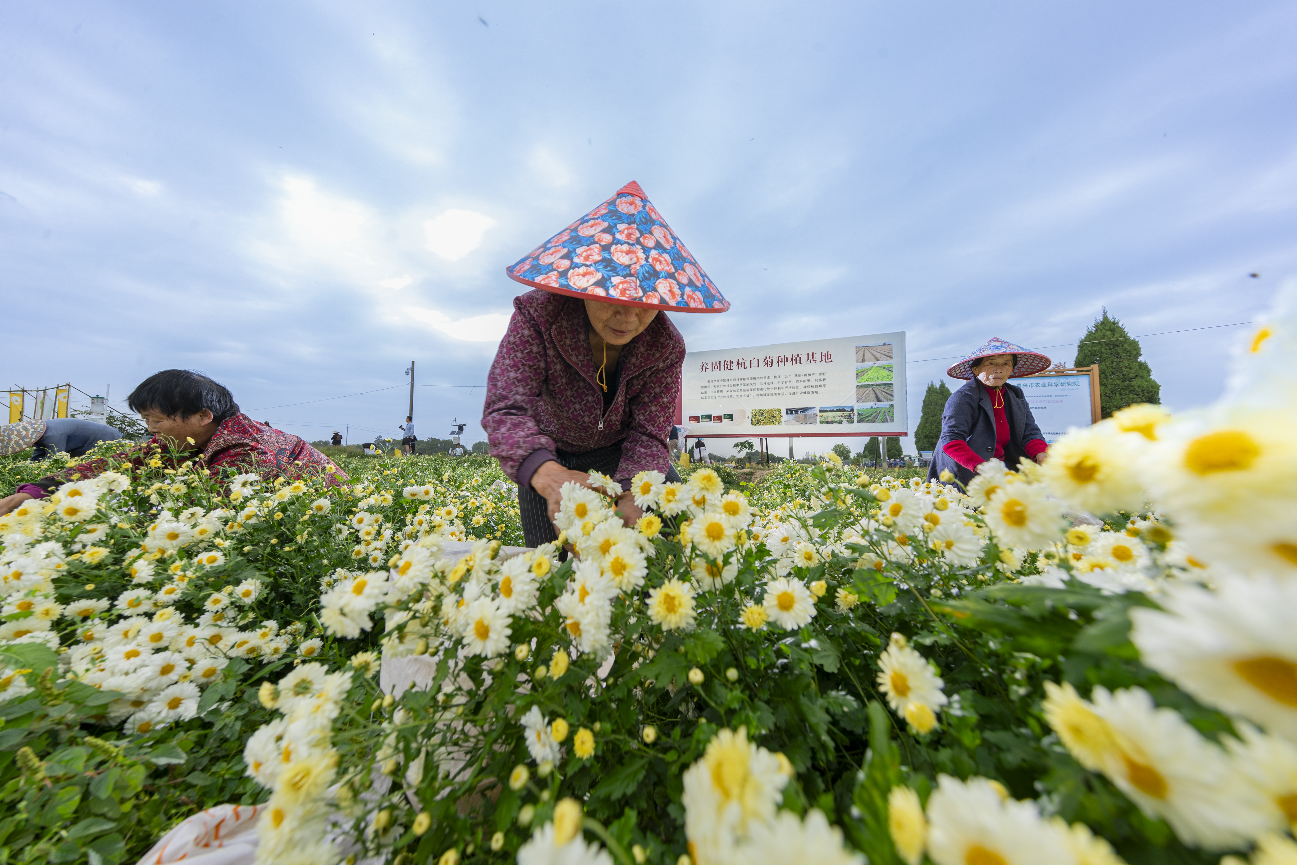 无限极微刊-基地现场6-2025-1114-养固健中草药种植基地火热开放中！快来报名