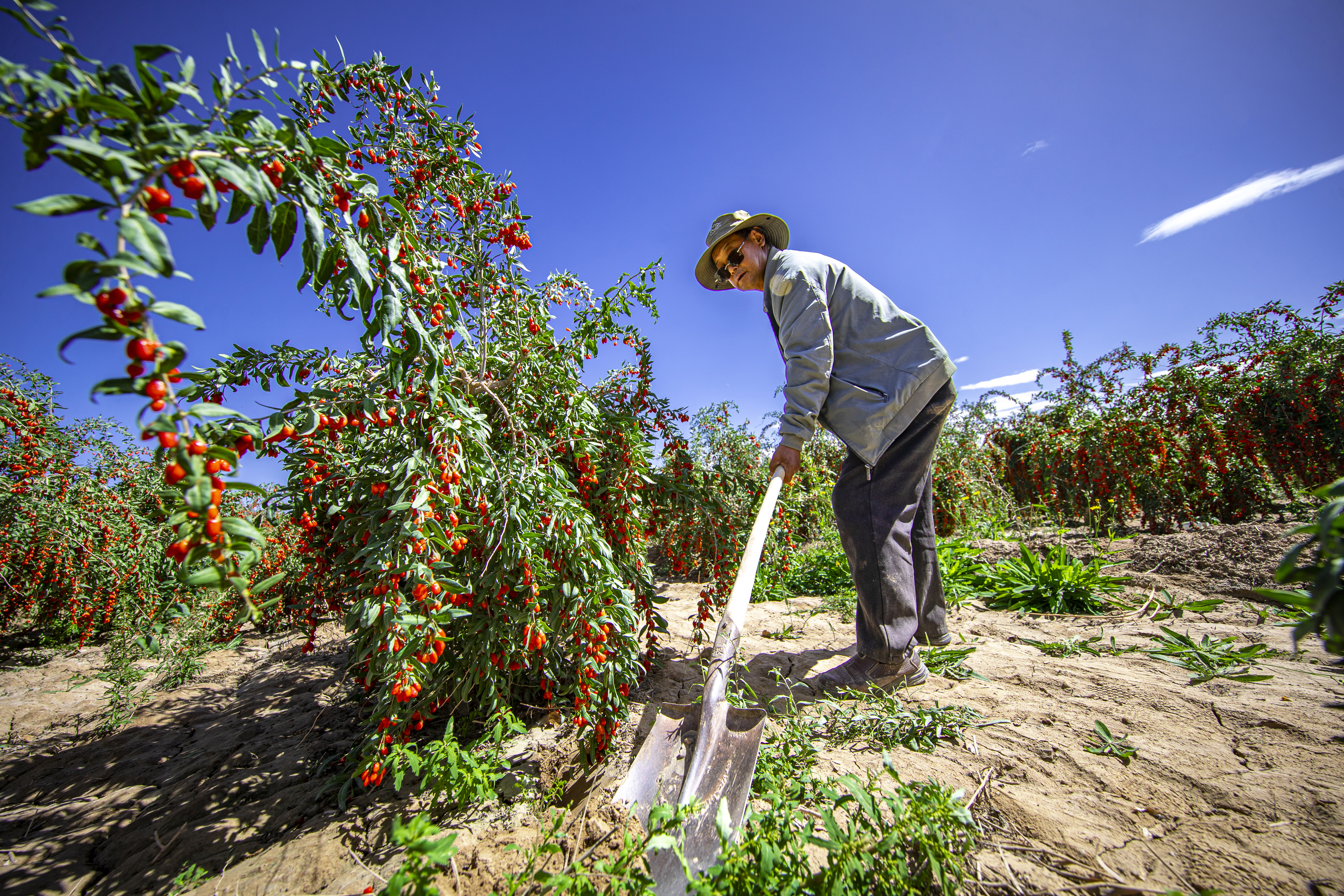 无限极微刊-产地溯源1-2025-1121-看得见的好枸杞，看不见的严标准