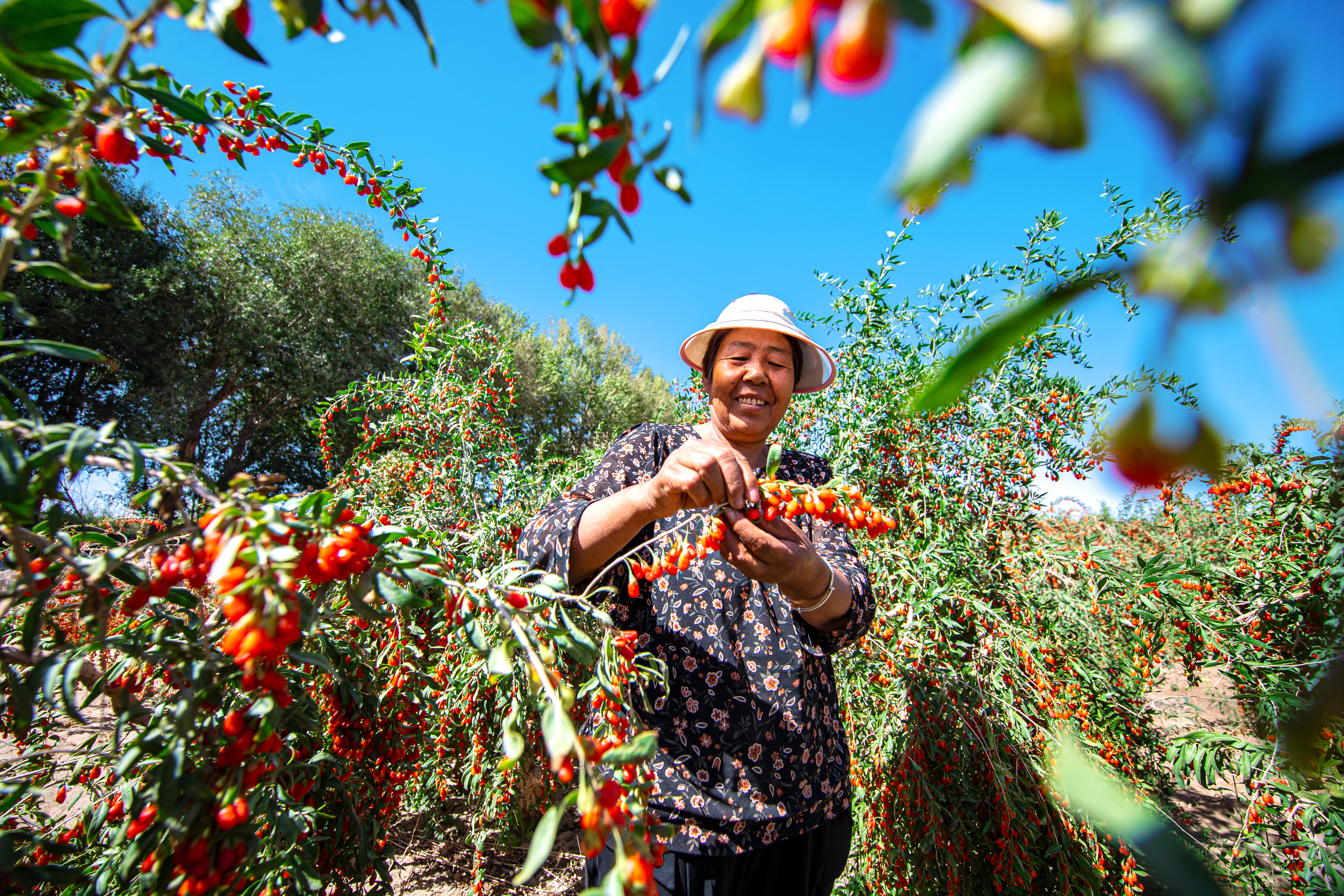 无限极微刊-产地溯源2-2025-1121-看得见的好枸杞，看不见的严标准