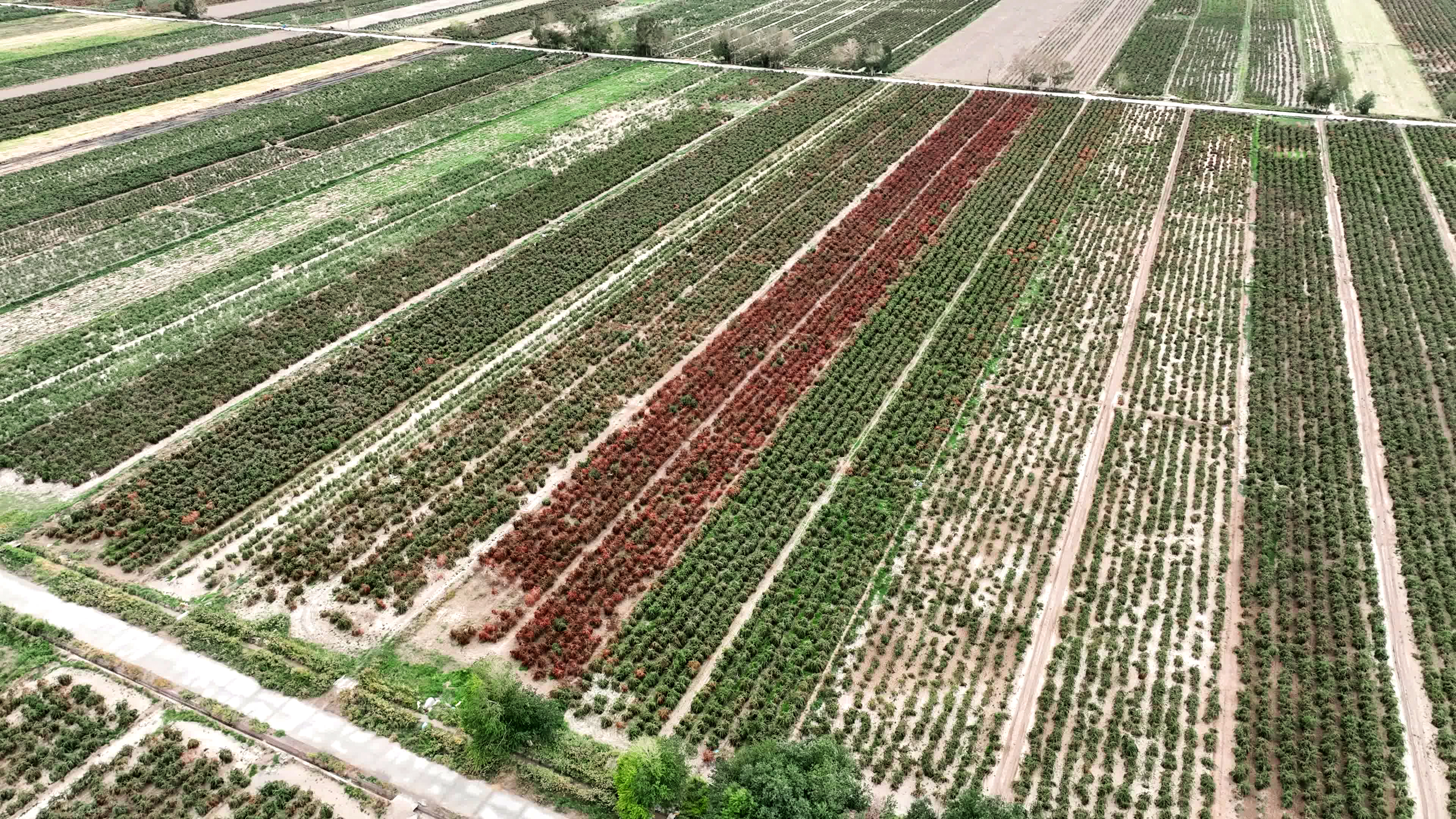 无限极微刊-产地溯源5-2025-1121-看得见的好枸杞，看不见的严标准