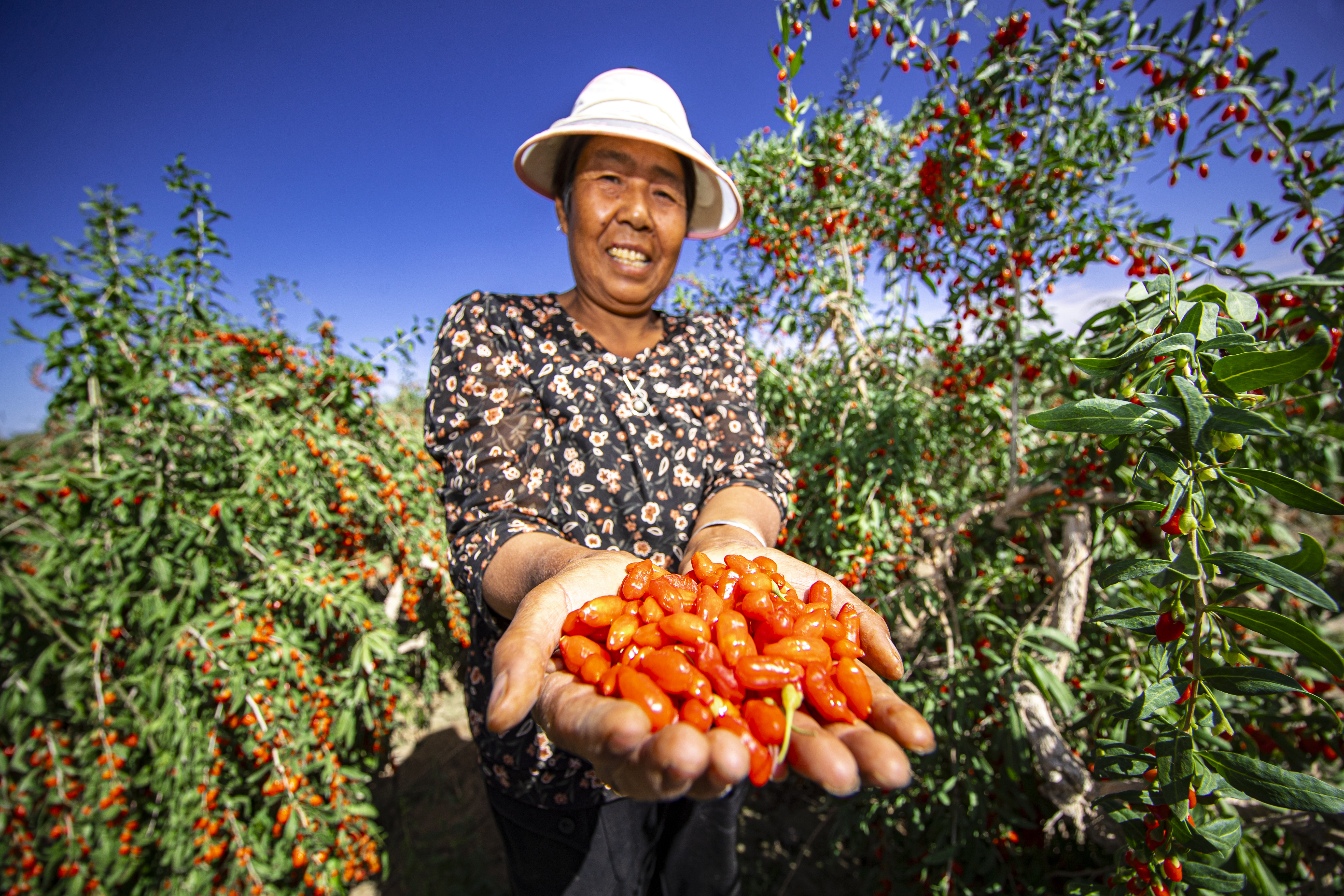 无限极微刊-产地溯源6-2025-1121-看得见的好枸杞，看不见的严标准