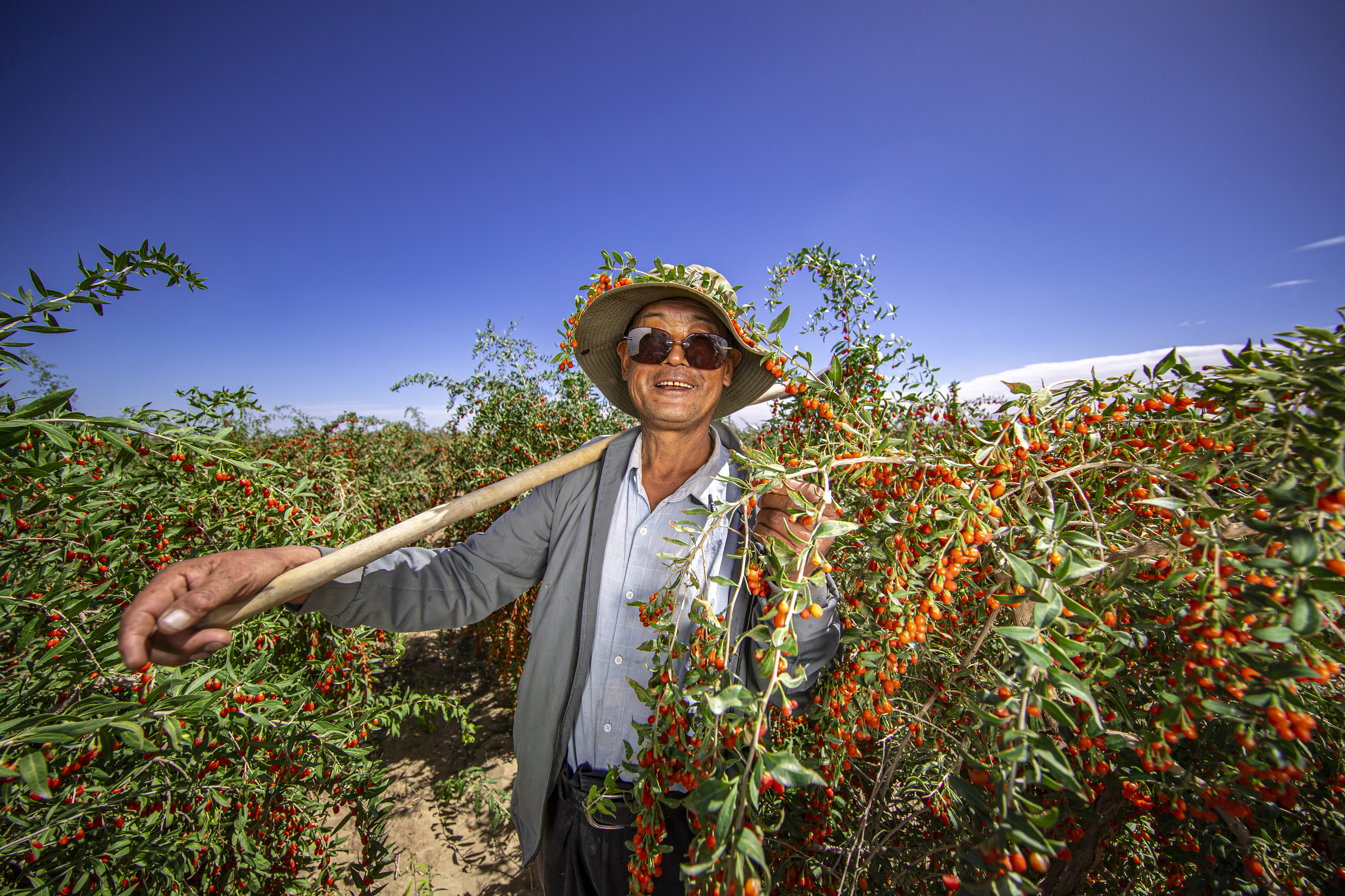 无限极微刊-产地溯源7-2025-1121-看得见的好枸杞，看不见的严标准