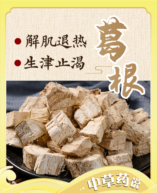 【葛根】解酒护肝，解表生津的“地下宝藏”！