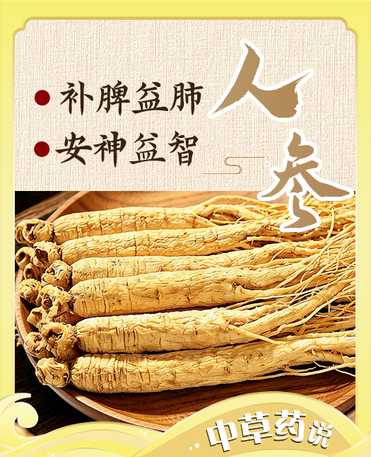 【人参】补气安神，益智健脑，百草之王