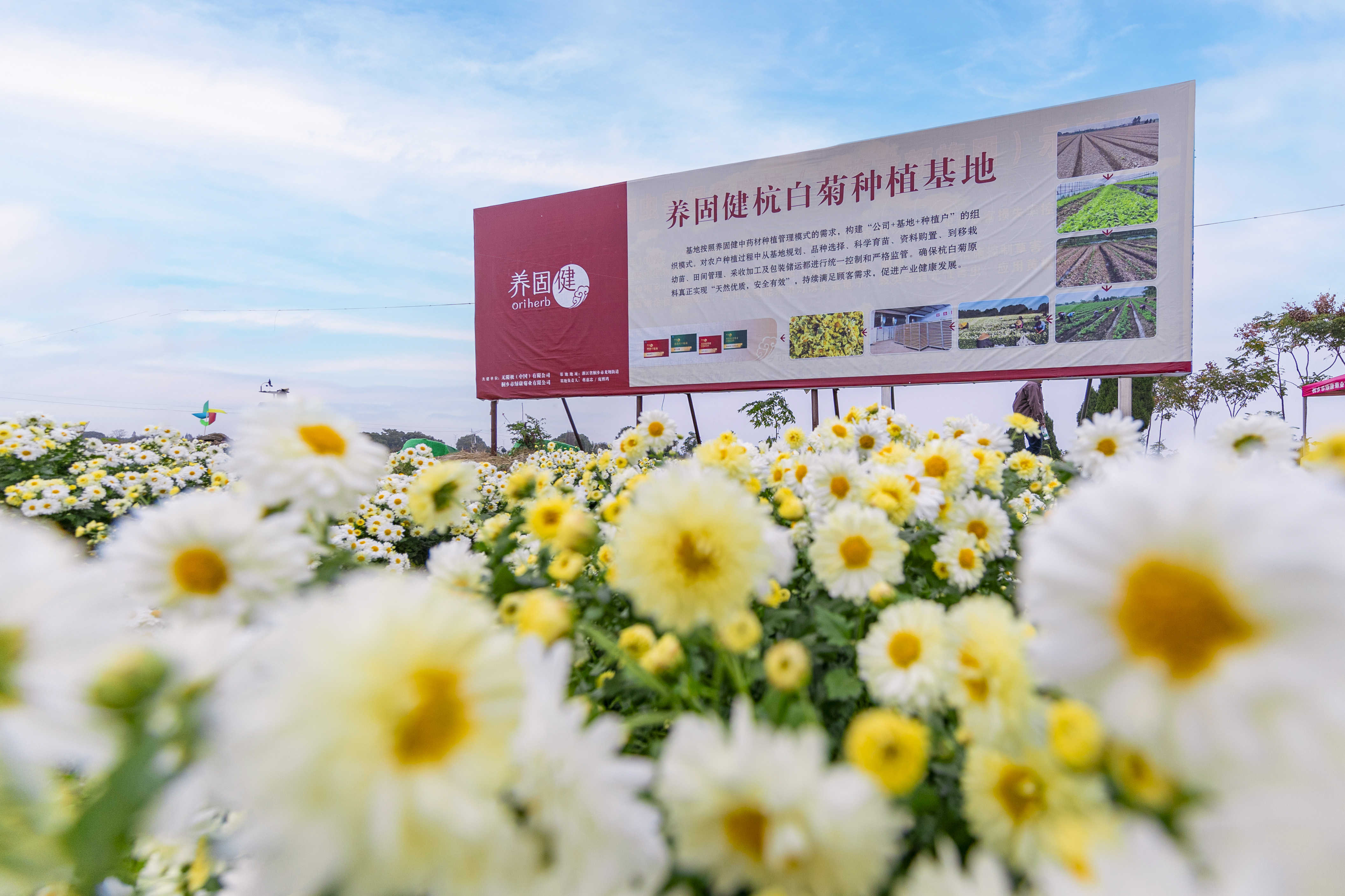 杭白菊13