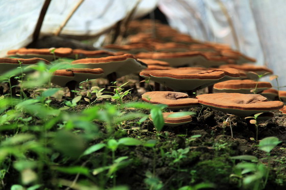 高品质的龙泉段木赤灵芝.