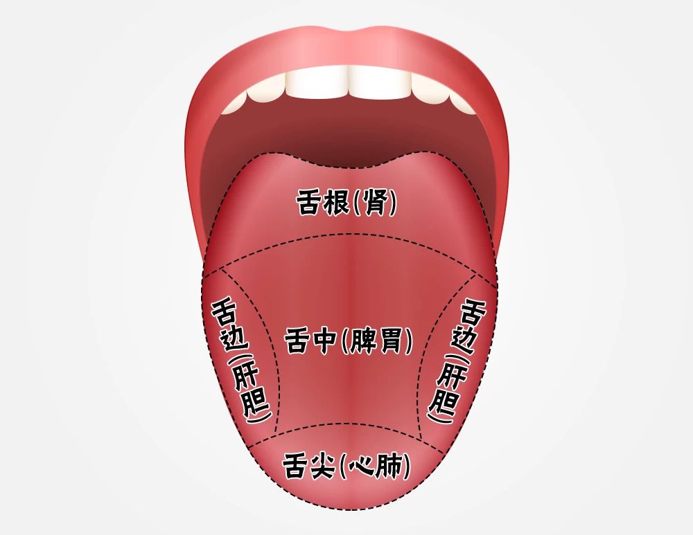 看舌象,识健康:舌头是五脏六腑“缩略图”!_无限极官网