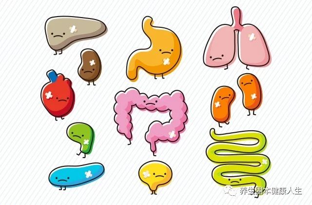 脏腑,就是指人体内脏的总称,包括五脏,六腑,五脏为心,肝,脾,肺,肾