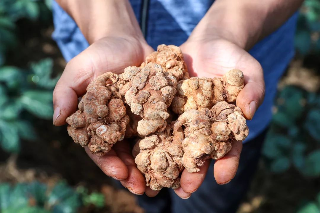 到了采摘环节,现场嘉宾们有些小疑问,"怎么样去挑选,辨析高品质的三七