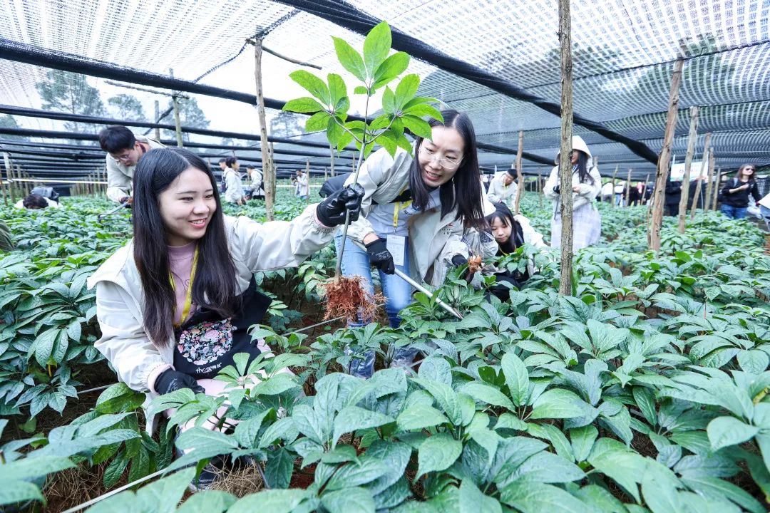到了采摘环节,现场嘉宾们有些小疑问,"怎么样去挑选,辨析高品质的三七