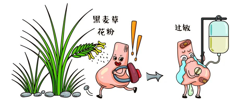 “过敏”竟是免疫反应过强的最常见情况?